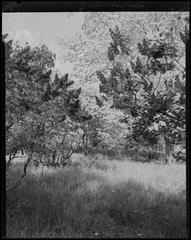 Ancient tree in Arnold Arboretum with dense foliage and twisted branches
