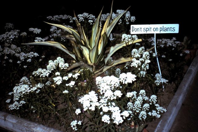 Sign saying don't spit on plants in front of plants at Jaipur International Airport