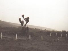 Tehuacán-Cuicatlán Biosphere Reserve