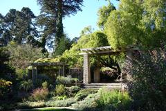 Botanical specimen in the San Francisco Botanical Garden with lush greenery and diverse plant life