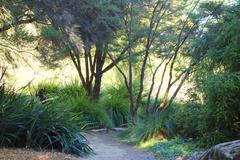 General view of the San Francisco Botanical Garden with diverse plant life and trees