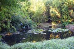 Scenic general view of the San Francisco Botanical Garden with lush greenery and diverse plant life