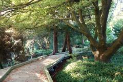 General view of the San Francisco Botanical Garden with lush greenery and diverse plants