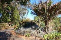 General view of botanical specimen in San Francisco Botanical Garden