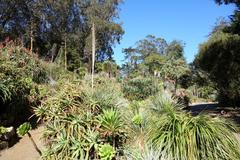 Botanical specimen in San Francisco Botanical Garden, California