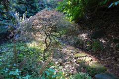 Botanical specimen in the San Francisco Botanical Garden with greenery and trees