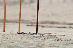 Cute puffy yellow chick standing on sandy beach