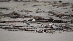 Western snowy plover chicks on sandy beach at Huntington State Beach