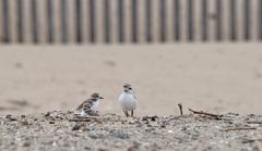 Western snowy plover siblings on Huntington State Beach sandy shore