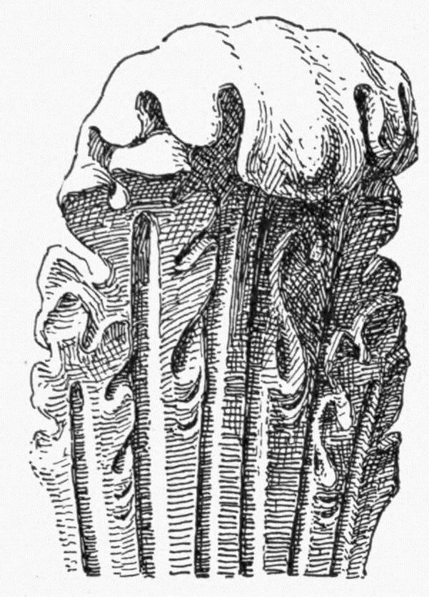 Leafage detail of Brunelleschi's Renaissance architecture from the book 'Character of Renaissance Architecture'