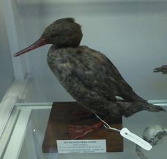 Museo Nacional De Historia Natural De Irlanda