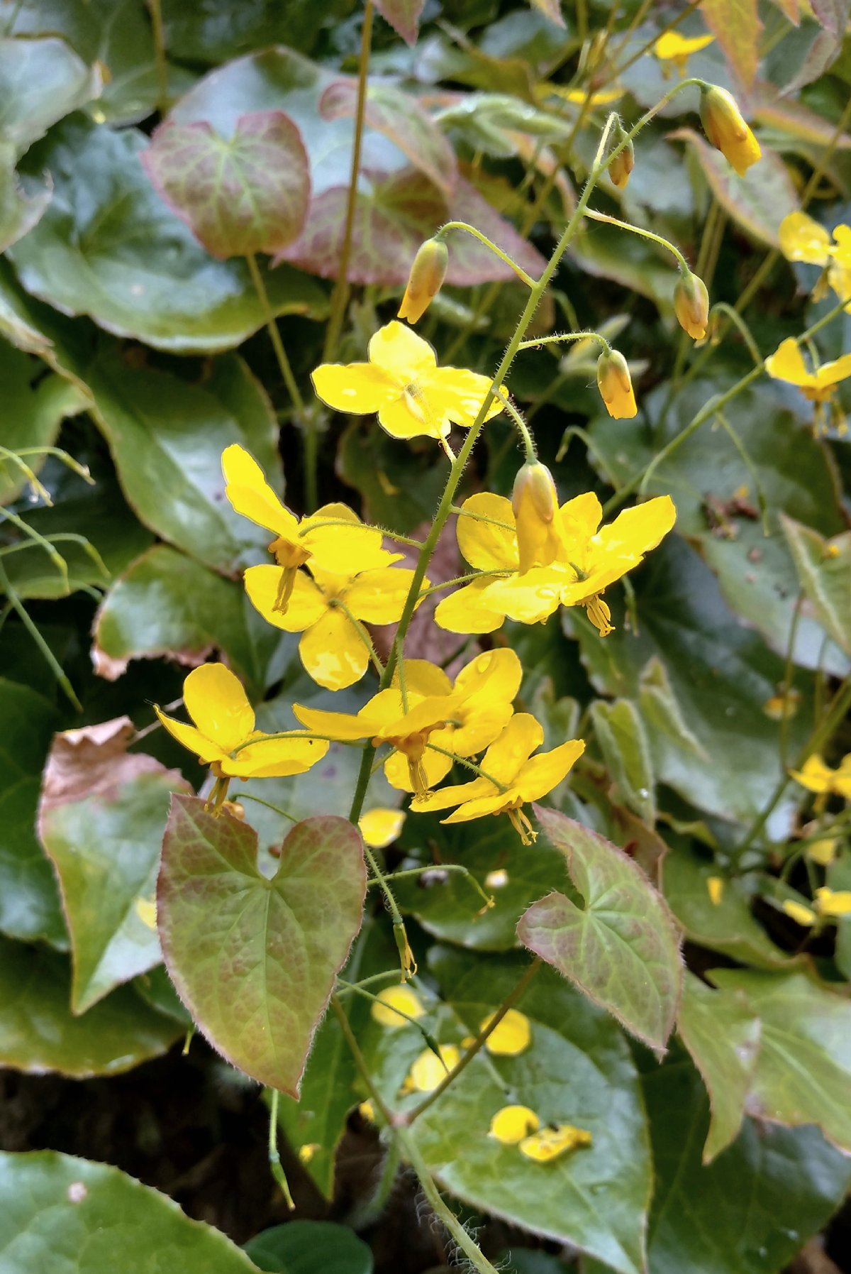 Isabella Plantation Barrenwort Epimedium x perralchicum Frohnleiten by bog garden