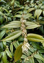 Dog-hobble plants (Leucothoe fontanesiana) along the main stream at Isabella Plantation