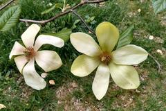 Magnolia Swedish Star blooming in Isabella Plantation