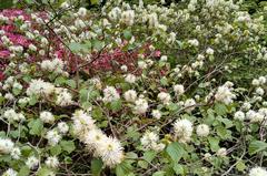 Mountain witch alder plant at Isabella Plantation near Broomfield Hill gate