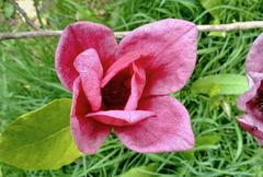 Purple Tulip Magnolia tree with vibrant pink-purple blossoms in Isabella Plantation