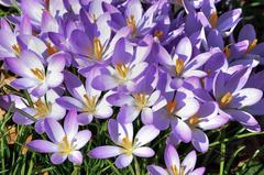 Early crocus flowers (Crocus tommasinianus) blooming at Isabella Plantation
