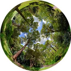 Fisheye view of wooded area in Isabella Plantation with dense trees and natural greenery