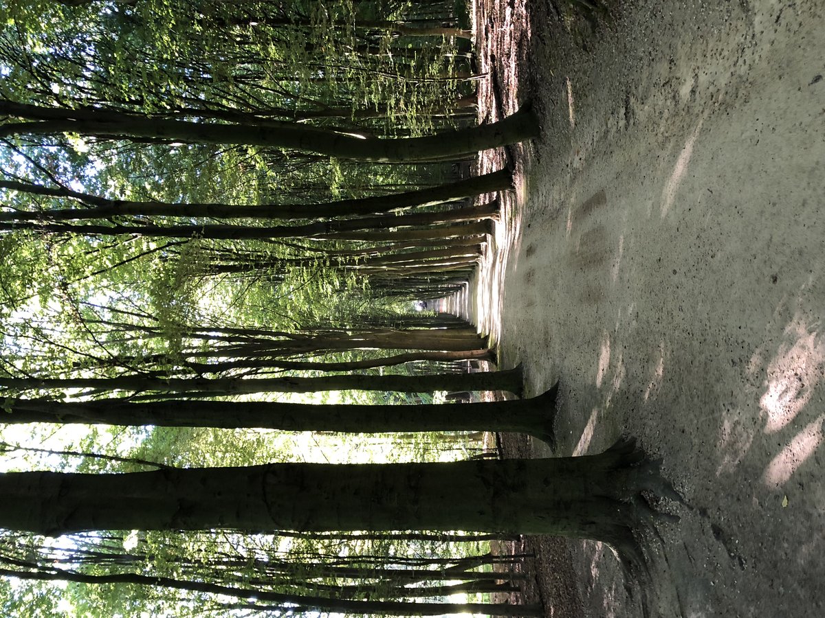 Allée Des Coursiers - Renpaardendreef tree-lined avenue in Brussels, Belgium