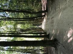 Allée Des Coursiers - Renpaardendreef