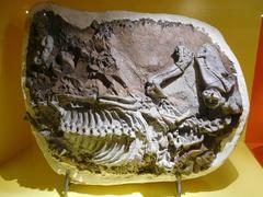 Fossil of Alopecognathus (Scylacosauridae) displayed in the Stone Bones of the Ancient Karoo exhibition at Iziko South African Museum, Cape Town
