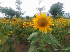 Sunflowers blooming at FPT University in Vietnam 2023