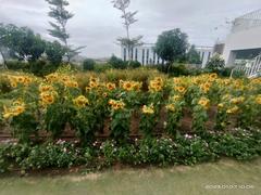 Sunflowers garden in FPT University, Vietnam