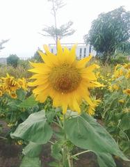 Sunflower at FPT University in Ho Chi Minh City, Vietnam