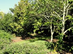 General view of J. C. Raulston Arboretum with diverse trees and plants in Raleigh North Carolina