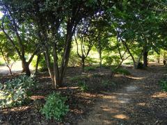 General view of the J. C. Raulston Arboretum with diverse plant collections and walking paths at North Carolina State University