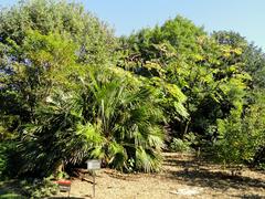 Panoramic view of J. C. Raulston Arboretum with diverse trees and green landscape