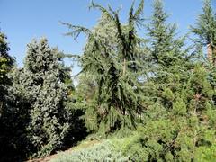 Lush greenery and diverse plants in J. C. Raulston Arboretum at North Carolina State University