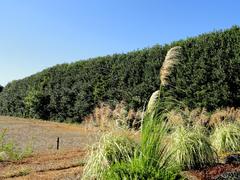 General view of J. C. Raulston Arboretum with diverse plants and greenery