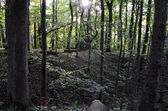 Kukuliškių piliakalnis hillfort in Klaipėda District