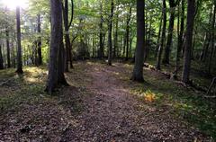 View of Kukuliškių Piliakalnis hillfort in Klaipėda district with forest and sky