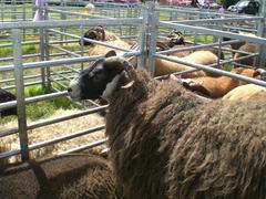 Scottish Blackface sheep at a livestock fair in Dunblane
