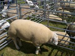 Charollais ram at a livestock fair in Dunblane