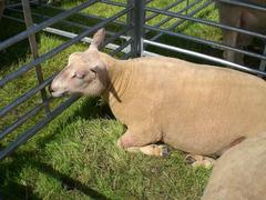 Female Charolais sheep with a pink face at a livestock fair in Dunblane