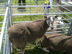 Femia de cruzada escocesa (Scotch Mules) at a livestock fair in Dunblane