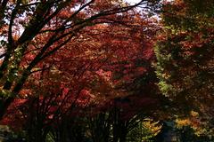 Autumn foliage at Seattle University in Seattle, Washington