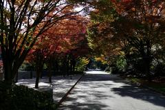 Autumn foliage at Seattle University during fall season in Seattle Washington USA