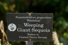 Sign of weeping giant sequoia tree at Seattle University in Seattle Washington