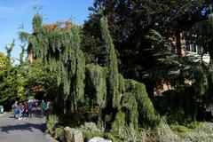 Weeping giant sequoia tree in Seattle University campus with drooping branches