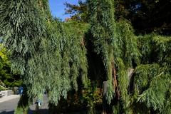 Weeping giant sequoia tree at Seattle University