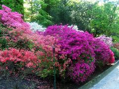 View of Villa Taranto Gardens in Verbania with vibrant flowerbeds and green lawns