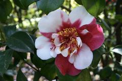 Close-up of Camellia Japonica flower in Villa Taranto Verbania garden