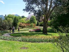 Beautiful view of Giardini di Villa Taranto gardens in Verbania with lush greenery and colorful flowers
