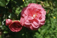 Close-up of Camellia Japonica flower in Villa Taranto Verbania garden