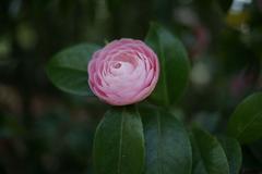 Close-up of light pink Camellia japonica flower with detailed petals and yellow stamens