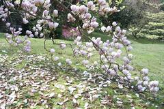 Magnolia tree in full bloom at Villa Taranto garden in Verbania, Piedmont